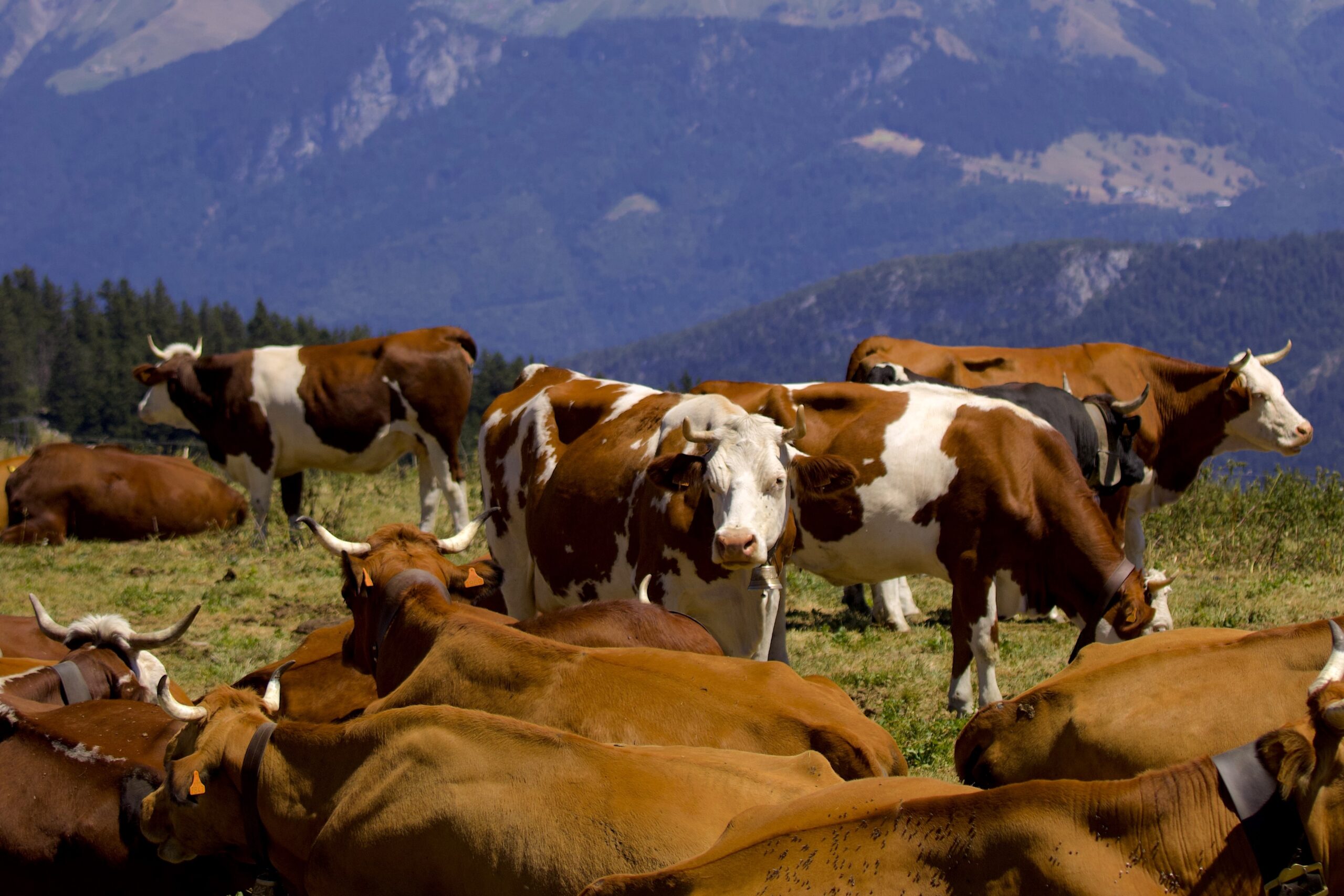 Troupeau de vache dans un champs avec vue sur une chaine de montagne.